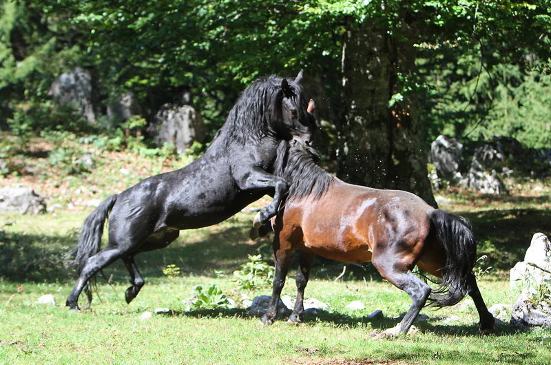 divlji konji 08