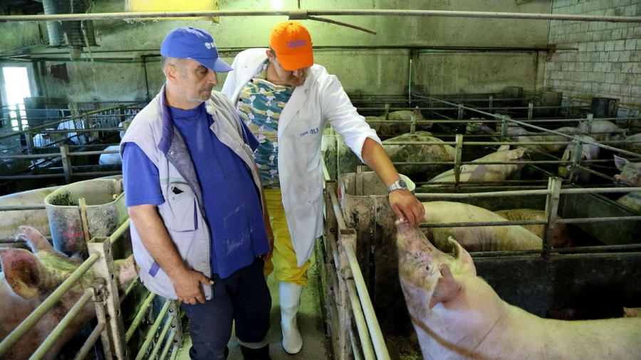 Afrička svinjska kuga u Srbiji