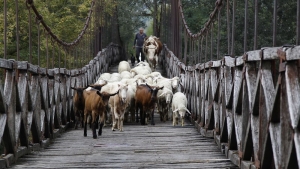 Ispravljanje krive Morave